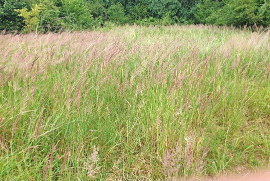 Vor der Beweidung: Starke Ausbreitung des Land-Reitgrases.