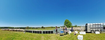 Kot- und Blutprobenentnahme sowie Wiegung im Feld.