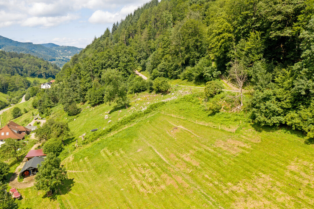 Steile Tler, Sonderstandorte und ein Mosaik aus Wald und Weideflchen prgen das Landschaftsbild im Schwarzwald und stellen Nutztierhaltende in Sachen Herdenschutz vor Herausforderungen. 