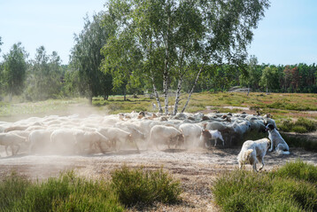 Landschaftspflege in sommerlich trockener Heidelandschaft (Brandenburg).