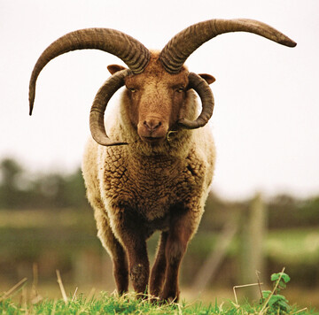 Manx Loaghtan (gesprochen: Loktan)-Schafe tragen eine dunkelbraune, grobe Wolle und vier bis sechs Hrner. Ihr Fleisch ist eine Delikatesse mit geschtzter Herkunftsbezeichnung. Die seltene alte Schafrasse stammt von der Isle of Man. Die Insel wurde whrend der Maul- und Klauenseuche-Epidemie 2001 gesperrt, um die Tiere vor der Keulung zu bewahren und die Rasse zu retten.