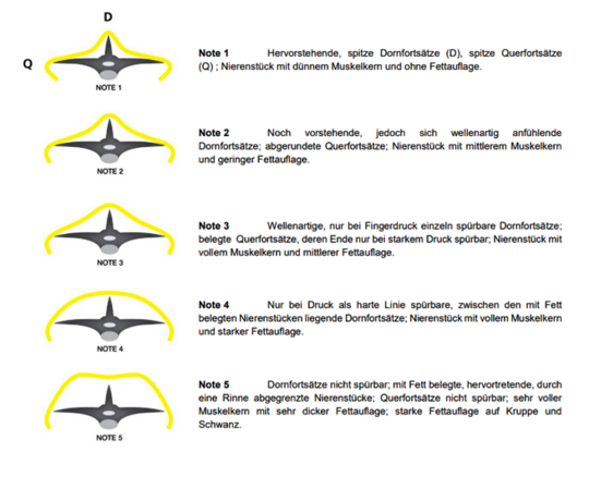 Abbildung 1: Body Condition Score beim Schaf.
