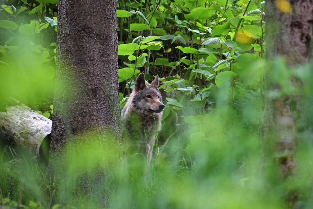 Wolf 
<i>(Canis lupus)</i>
 im Tierfreigelnde.