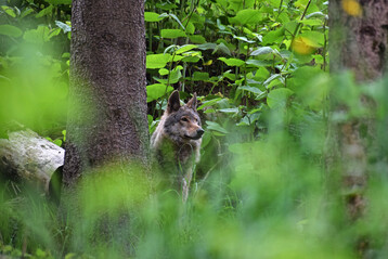 Wolf 
<i>(Canis lupus)</i>
 im Tierfreigelnde.
