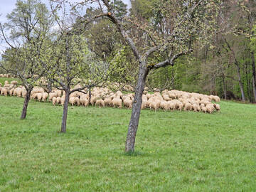 Schafbeweidung auf einer Streuobstwiese in Mssingen.