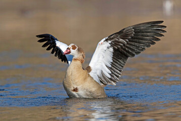 Nilgans bei der Landung auf dem Wasser.