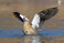 Nilgans bei der Landung auf dem Wasser.
