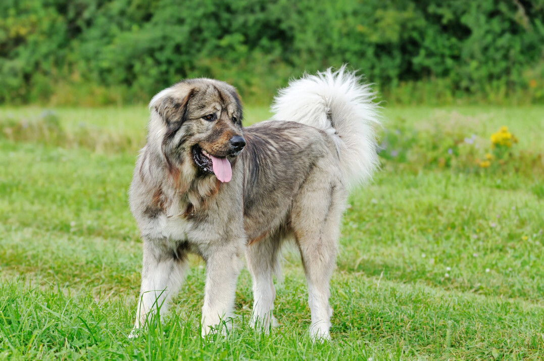 Herdenschutzhunde (hier ein Kaukasischer Owtscharka) sind nur ein Aspekt des Herdenschutzes und hier beispielhaft gezeigt.
