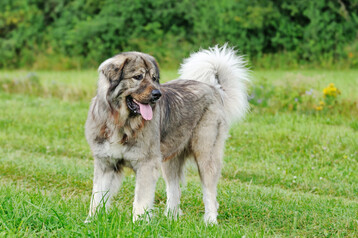 Herdenschutzhunde (hier ein Kaukasischer Owtscharka) sind nur ein Aspekt des Herdenschutzes und hier beispielhaft gezeigt.