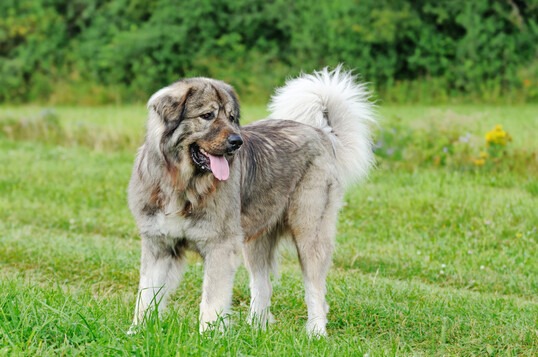 Herdenschutzhunde (hier ein Kaukasischer Owtscharka) sind nur ein Aspekt des Herdenschutzes und hier beispielhaft gezeigt.