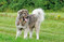 Herdenschutzhunde (hier ein Kaukasischer Owtscharka) sind nur ein Aspekt des Herdenschutzes und hier beispielhaft gezeigt.
