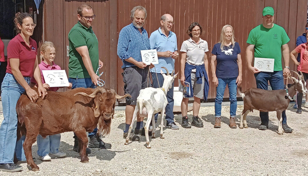 Siegertiere der Ziegenschau in Gerstetten.