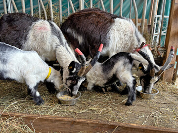 Whrend der Stallsaison ist der Hornschutz bei allen Tieren Pflicht.