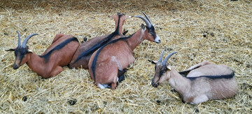 Zusammenliegen mit Krperkontakt ist ein Zeichen fr gute, freundschaftliche Beziehungen zwischen den Tieren.
