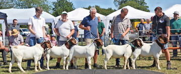 Prämierung der Burenziegenböcke, hier die jüngere Klasse.