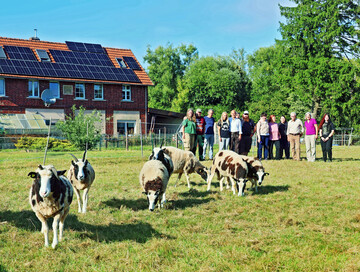 Jakobschafe der Jungzüchterin Yara Poropat.