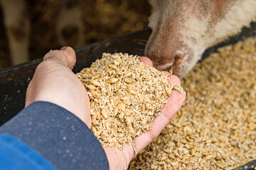 Auch bei Schafen und Ziegen kann der Kraftfuttereinsatz in bestimmten Zeiten sinnvoll sein.