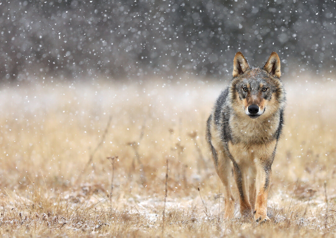 Mit dem Dialog Wildtiermanagement Wolf mchte Brandenburg den sachlichen Dialog frdern und das Management zum Schutze der Weidetiere verbessern. Mehr dazu in der untersten Meldung.