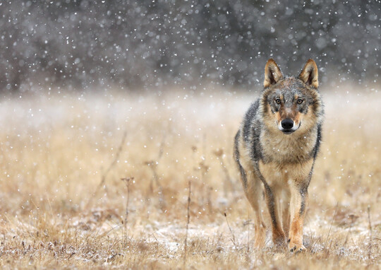Mit dem Dialog Wildtiermanagement Wolf mchte Brandenburg den sachlichen Dialog frdern und das Management zum Schutze der Weidetiere verbessern. Mehr dazu in der untersten Meldung.