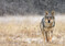 Mit dem Dialog Wildtiermanagement Wolf mchte Brandenburg den sachlichen Dialog frdern und das Management zum Schutze der Weidetiere verbessern. Mehr dazu in der untersten Meldung.