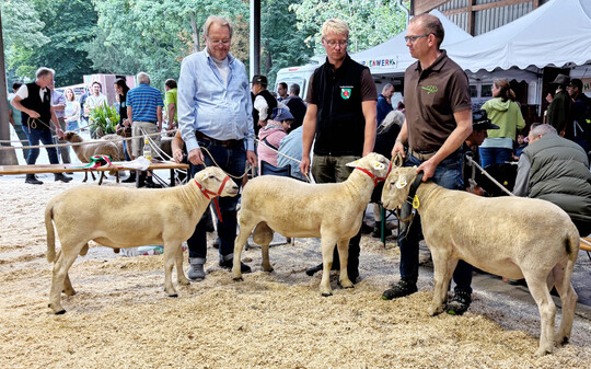 Bei der Rasse Nolana standen zwei Zuchten im Wettbewerb: Markus Schumacher (r.) stellte den 1a-Bock, in der Mitte Jan Fleischfresser mit dem 1b-Bock, links Eckhard Bültermann mit einem weiteren Tier von Jan Fleischfresser.