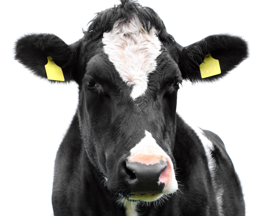 Holsteinrind (Archivbild).