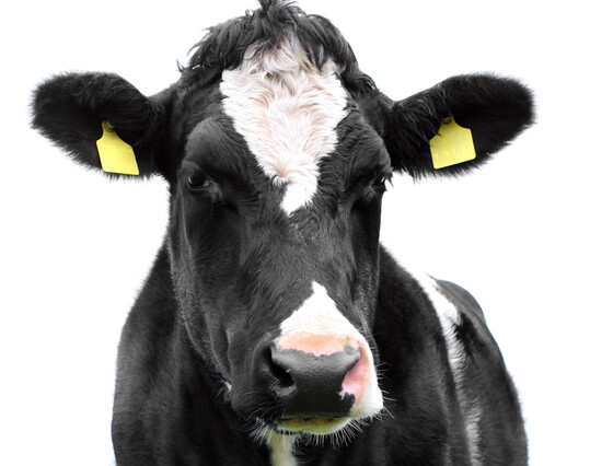 Holsteinrind (Archivbild).