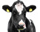 Holsteinrind (Archivbild).