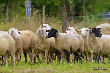 Husten ist kein reines Stall- oder Winterproblem. Husten ist nur ein Symptom, dessen Ursache man auf den Grund gehen sollte.