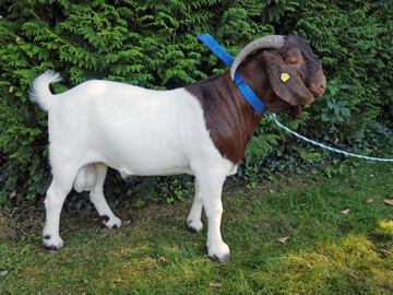 Das teuerste Tier war mit 1600 Euro ein Burenbock aus der Zucht von Marko Marek (Bayern).