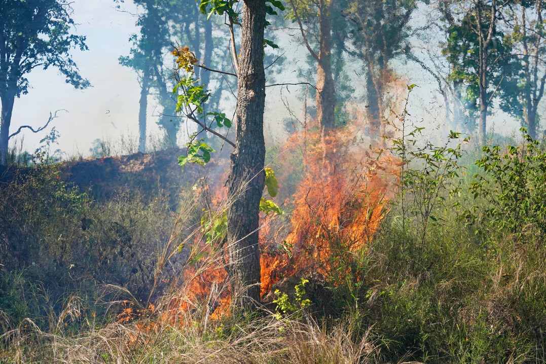 Fehlt die Vegetation  sogenannte Brandschneisen  kann sich ein Waldbrand nicht weiter ausbreiten.