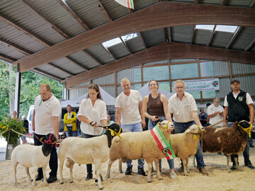 Die besten Zuchtschafe des ersten Tages (v.l.): Dorper-Mutterlamm aus der Zucht Drössler, Dorper-Siegerbock aus der Zucht „Dorperschafe Westerwald“, Texel-Lammbock aus der Zucht Johlen (Bundessieger),Texel-Topmodel aus der Zucht Jacobsen und der beste Bock der Rasse Ostfriesisches Milchschaf (gescheckt) von Marco Schäfer.