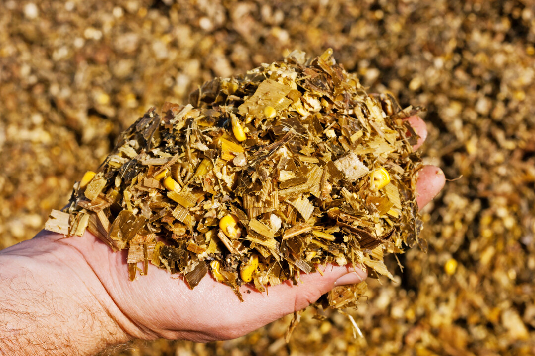 Fütterungsfertige Maissilage von der ganzen Pflanze.