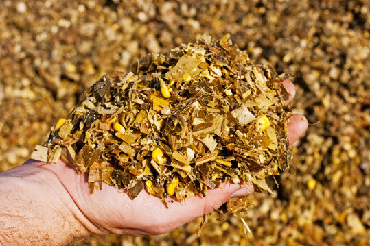 Fütterungsfertige Maissilage von der ganzen Pflanze.
