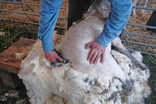 Neben der hier gezeigten Bankschur (Schaf sitzt erhht) gibt es die Bodenschur (Schaf sitzt auf Boden). Die Techniken unterscheiden sich nicht blo in der Sitzhhe des Schafes, aber auch der Handgriffe fr eine schnelle, stressarme und fr Mensch und Tier schonende Schur.