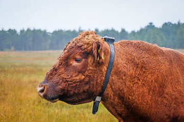 Die GPS-Halsbänder können individuell an das Tier angepasst werden und sind so leicht, dass sie für das Vieh keine Belastung darstellen.
