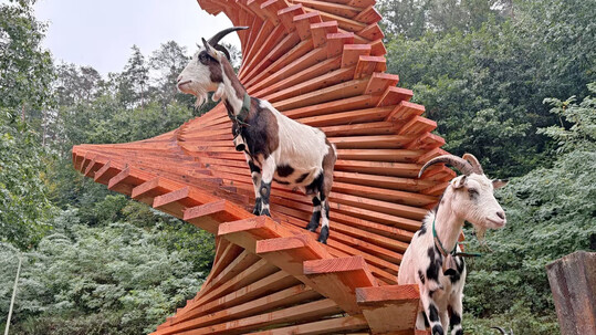 Für die Ziegen, die auf dem Gelände der RPTU Kaiserslautern in Frankenstein leben, ist der 5 m hohe Turm eine willkommene Abwechslung.
