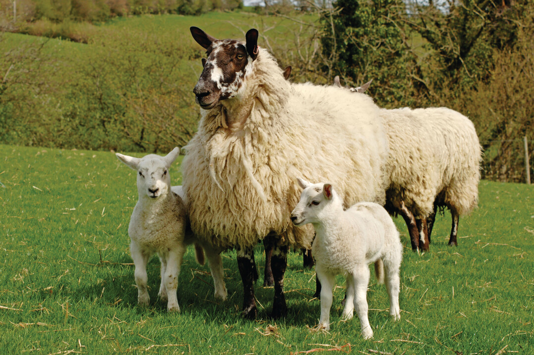 Insbesondere Zwillingsmtter sind bei dieser Krankheit gefhrdet.