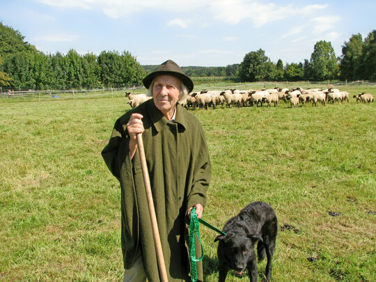 Josef Goyke 2013: Noch mit 88 Jahren kmmerte er sich um seine inzwischen kleine Herde.
