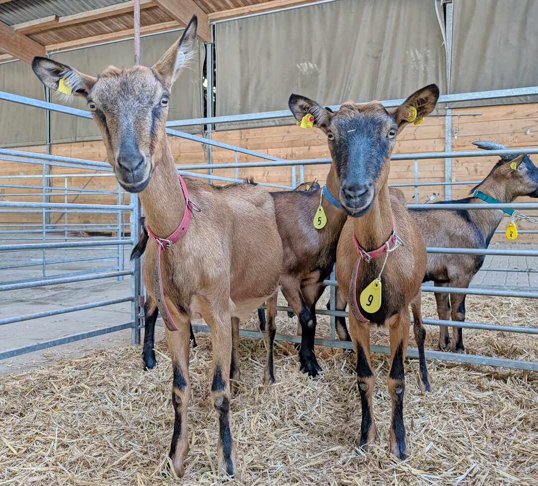 Ziegenschau in Haus Dsse 2025.