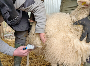 Es wird unbedingt empfohlen, die Impfung gegen BTV 3 jährlich aufzufrischen!