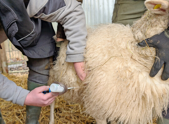 Es wird unbedingt empfohlen, die Impfung gegen BTV 3 jährlich aufzufrischen!