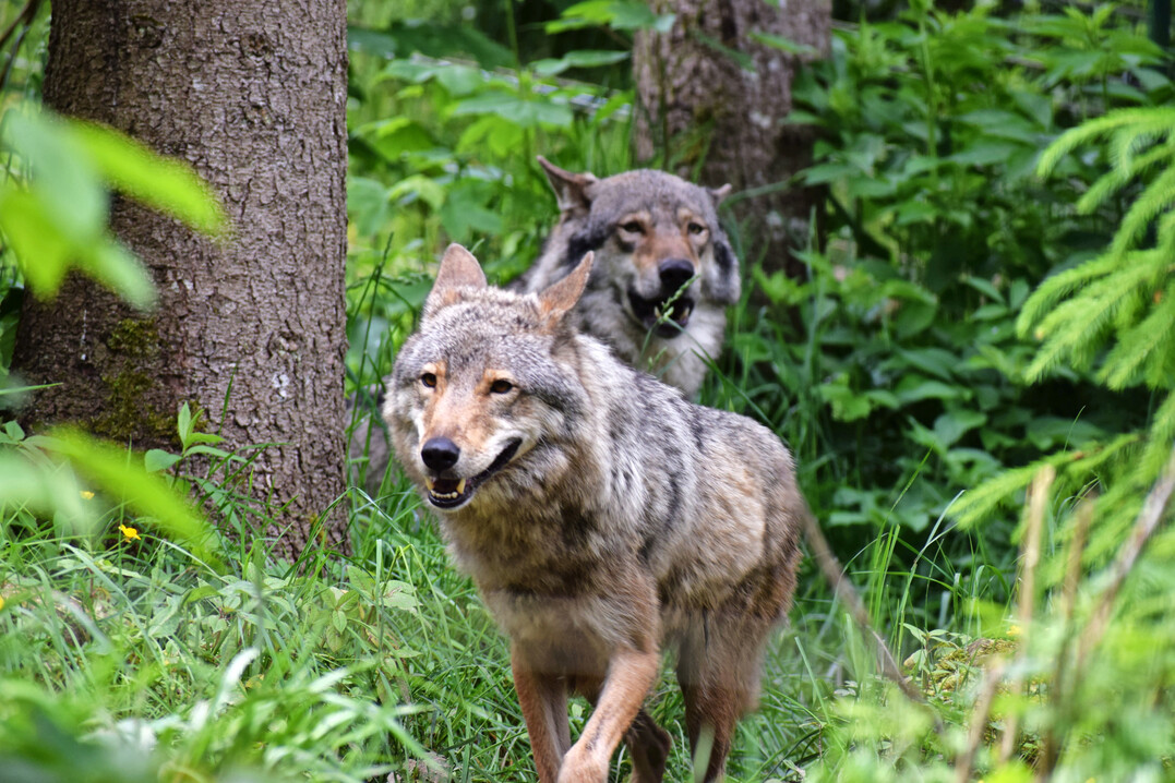 Wolf
<i>(Canis lupus)</i>
im Wolf- und Bärenpark Bad Rippoldsau.