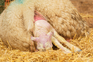 Sauberkeit und Hygiene sollten das A und O bei der Ablammung sein. Das ermglicht den Lmmern einen guten Start ins Leben.