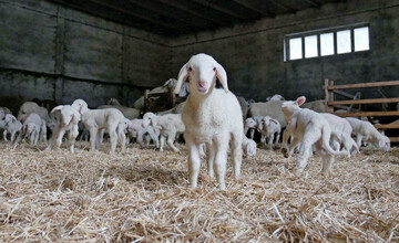 So soll es sein: der ganze Stall voller gesunder und lebensfroher Lmmer.