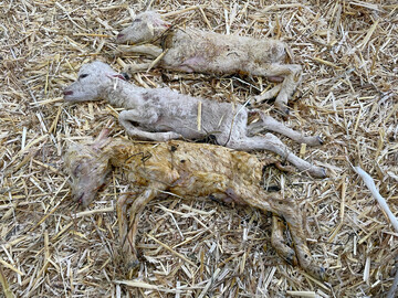 Oft findet man die abortierten Ften gar nicht. Wenn man sie, wie diese schon fast fertigen Lmmer, findet, sollte man sie zur Untersuchung einschicken, um der mglichen Ursache auf den Grund zu gehen.