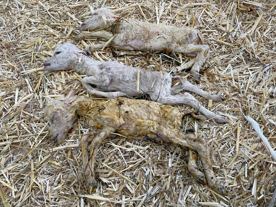Oft findet man die abortierten Föten gar nicht. Wenn man sie, wie diese schon fast „fertigen“ Lämmer, findet, sollte man sie zur Untersuchung einschicken, um der möglichen Ursache auf den Grund zu gehen.