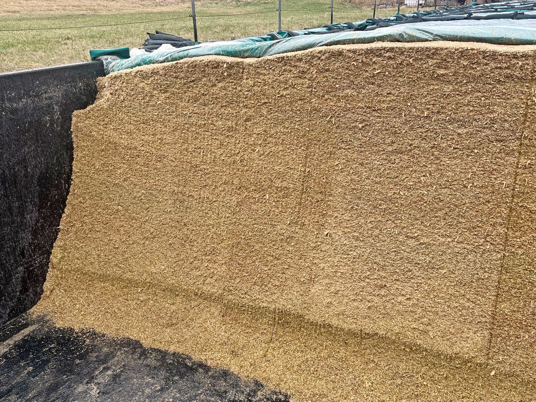 Die Anschnittfläche sollte regelmäßig kontrolliert werden, vor allem über die Sommermonate hinweg. Bei zu hohen Temperaturen ist von einer Nacherwärmung auszugehen, was mit Energieverlusten und verringerter Futteraufnahme verbunden ist.