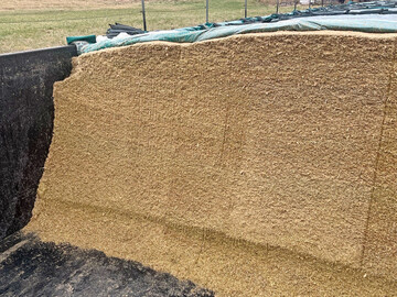 Die Anschnittfläche sollte regelmäßig kontrolliert werden, vor allem über die Sommermonate hinweg. Bei zu hohen Temperaturen ist von einer Nacherwärmung auszugehen, was mit Energieverlusten und verringerter Futteraufnahme verbunden ist.