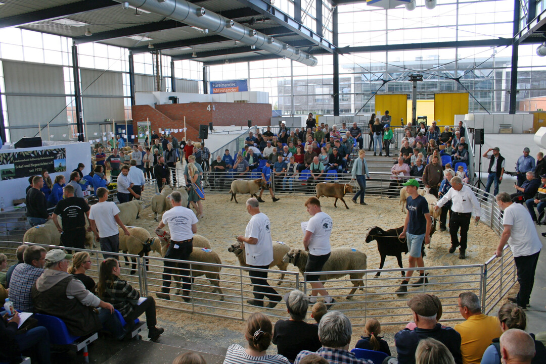 Alle Sieger des zweiten Tages auf ihrer Ehrenrunde durch den Auktionsring.